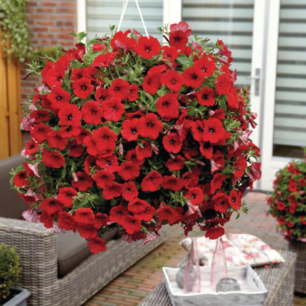 petunia-surfinia -deep-red412AC100-A399-4403-3CDA-3BFF79F6F457.jpg